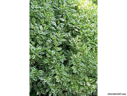 Дерен белый Элегантиссима фото листвы красовский-сад.рф