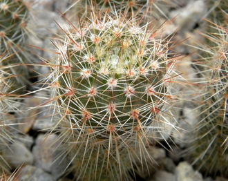 Notocactus roseoluteus BSCH 1891 (D=30mm, H=60mm)
