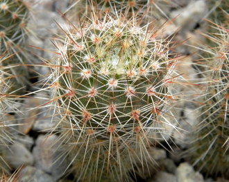 Notocactus roseoluteus BSCH 1891 (D=15mm, H=40mm)