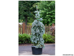 Ель Глаука Пендула - Glauca Pendula