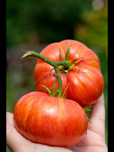 Томат Брендивайн Полосатый (Brendywine Striped), 10 шт