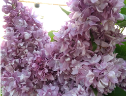 Президент Пуанкаре