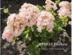 Eternite пеларгония фото