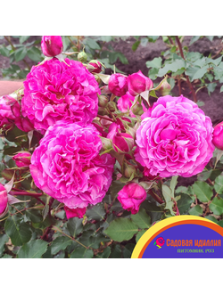 Агнес Шиллингер (Agnes Schillinger)