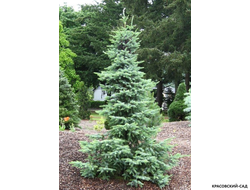 Ель сербская Бранс фото в ландшафте - красовский-сад.рф