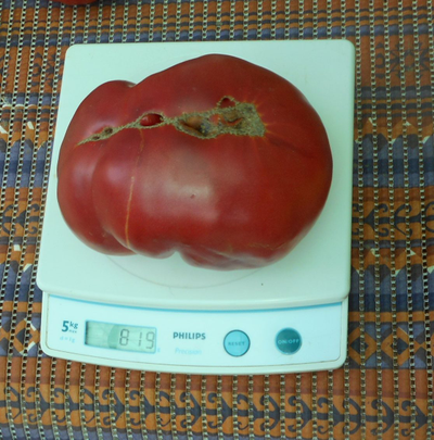 Томат Розовый из Барбастро (Rosa de Barbastro)