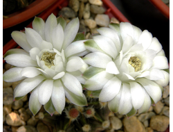 Gymnocalycium friedrichii v.moserianum VoS 014а х friedrichii (hybr) - 5 семян