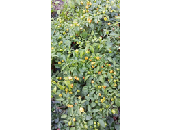 Перец острый Aji Mango