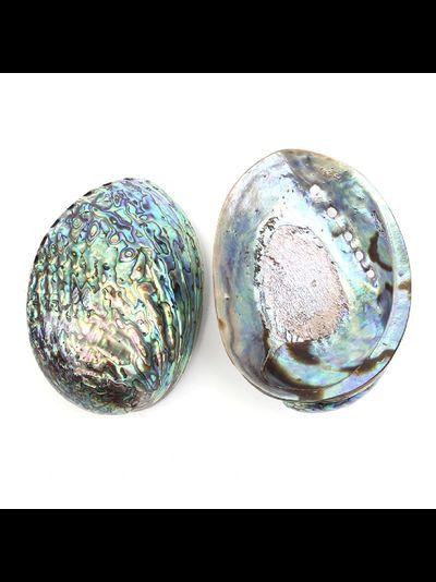 Ракушка 12-14 см.