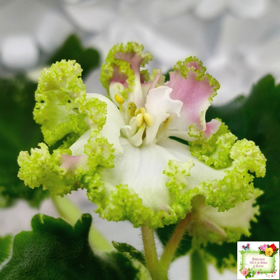 МТ-Яблочные Облака (М. Тотиева) 2023 г.