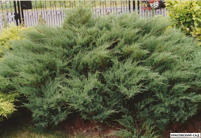 Можжевельник Мас  - Mas