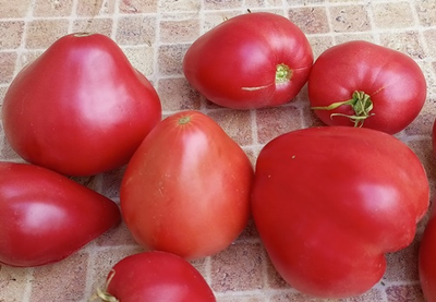 Томат Медвежье сердце