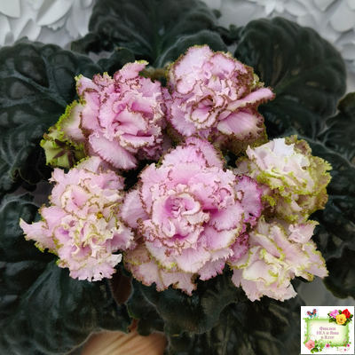 БР-Кудряшка (С. и Н. Буркацкие) 2021 г. (лист с деткой укоренённый)