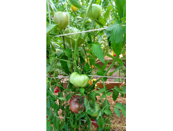 Томат Пурпурное сердце Рейнхарда (Reinhard's Purple Heart, Германия)