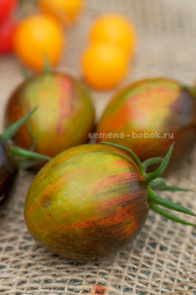 Томат Atomic Fusion (Атомный Сплав), 10 шт