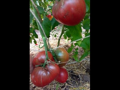 Томат Пурпурное сердце Рейнхарда (Reinhard's Purple Heart, Германия)