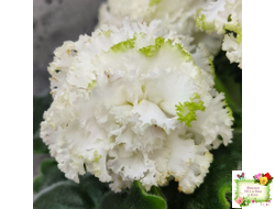 ЕК-Изумрудные Розы (Е.Коршунова) 2018 г.