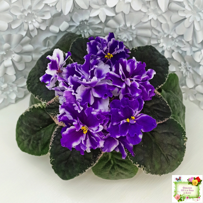 ВаТ-Морской Стиль (Т. Валькова) 2019 г.