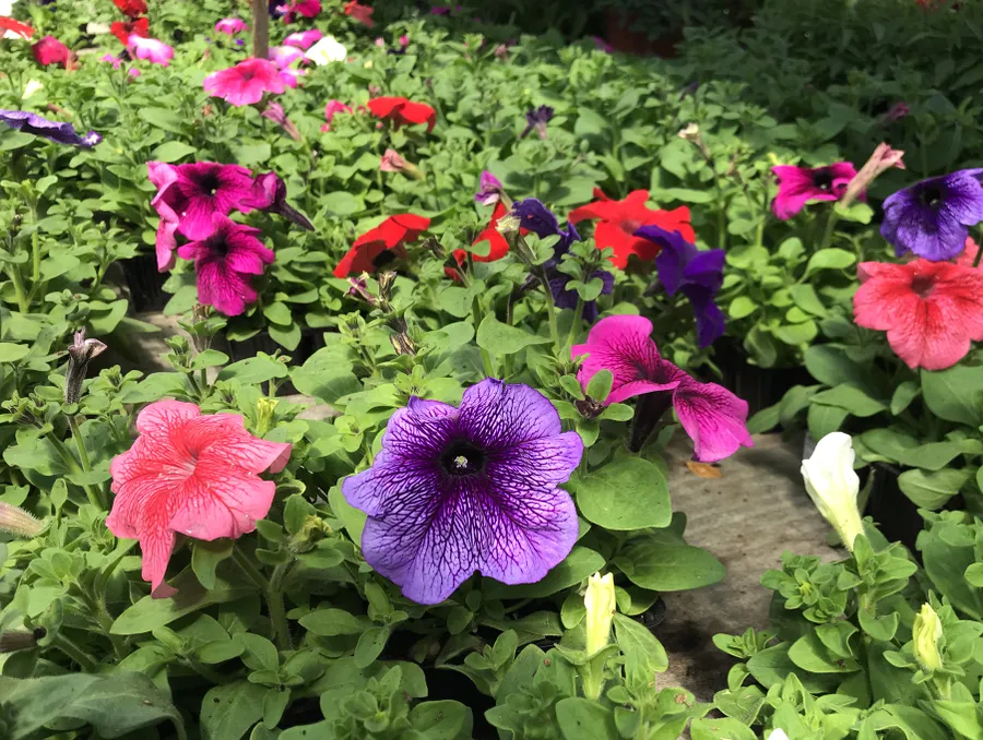 Петуния крупноцветковая