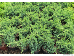Можжевельник Блю Свид - Blue Swede