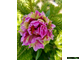 Paeonia Pink Spritzer