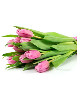 11 тюльпанов