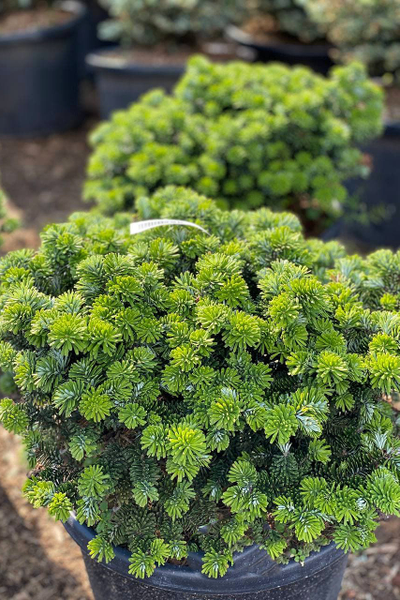 Пихта корейская Brillant