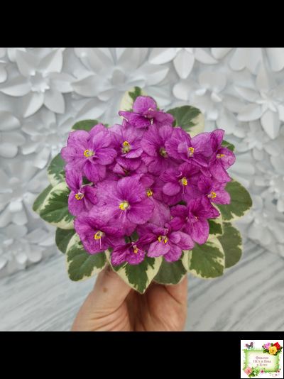 Rob's Lucky Ducky (R.Robinson) листовая химера (стартер сорт)