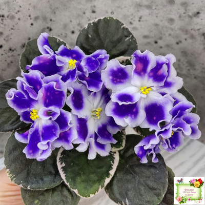 ВаТ-Монарх (Т. Валькова) 2016 г.