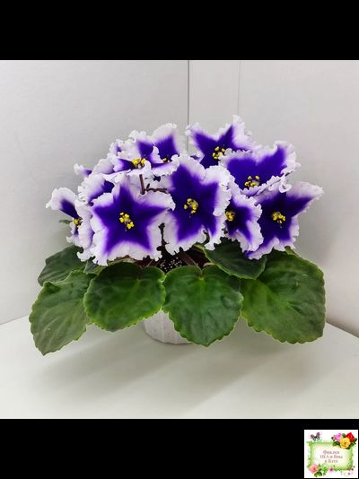 Dn-New Star (Д. Денисенко) 2019 г.