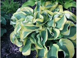 Хоста Mouse Capades