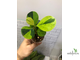Ficus Diversifolia var.  Watermelon / фикус дельтовидный Арбуз