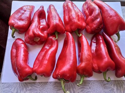 Перец сладкий Хорват