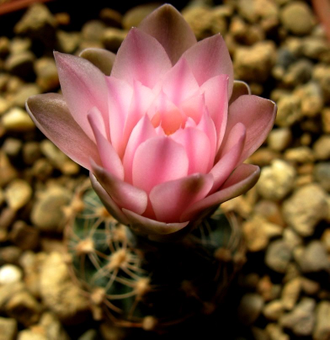 Gymnocalycium bruchii ssp.shimadae GN 531 (D=15-18мм)