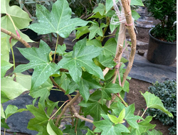 Фатсхедера Лизе