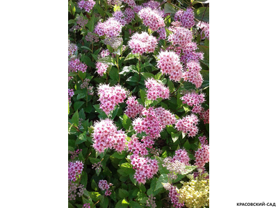 Спирея японская Мерло Нана