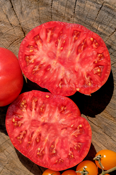 Томат Кристина Ватчева ( Kristina Vatcheva), 10 шт