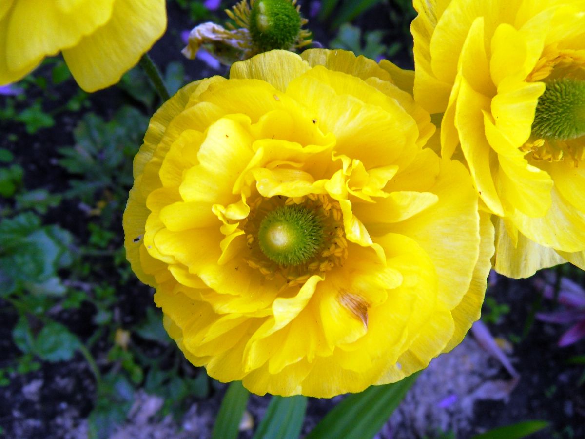 Желтый цветок