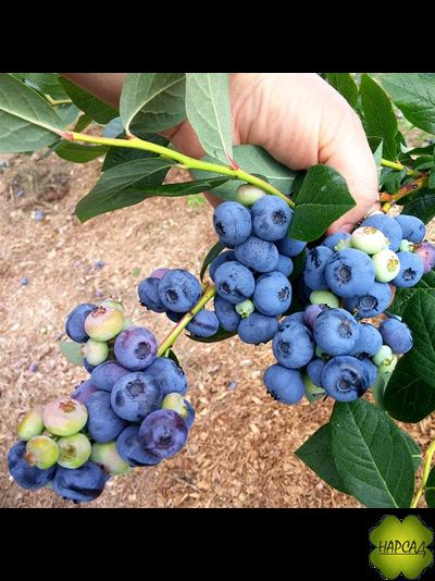 "ДЕНИС БЛЮ" (крупные ягоды)