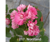 Пеларгония Norrland