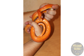 Полоз маисовый, Pantherophis guttatus