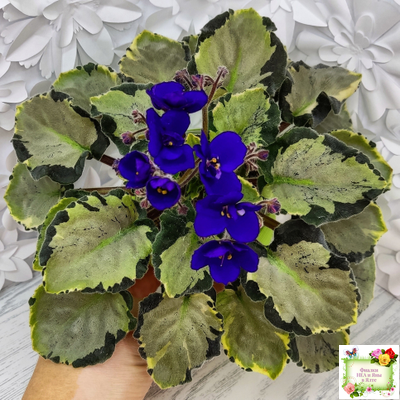 Harmony's Little Stinker-2 (Harmony) листовая химера