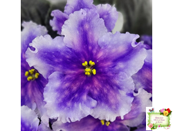 Dn-Огни Бродвея (Д. Денисенко) 2020 г.