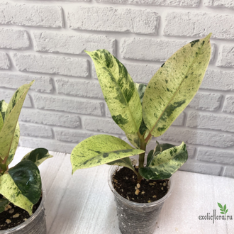 Ficus elastica "shivereana" / фикус эластика шивериана