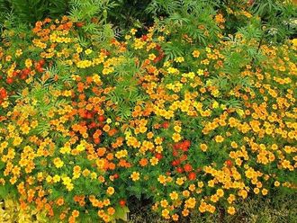 Tagetes (Marygold) Madagascar EO (Бархатцы Мадагаскар 100% эфирное масло)