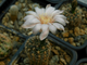 Gymnocalycium bruchii ssp.shimadae GN-531 - 10 семян