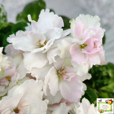 МТ-Кокилье (М. Тотиева) 2023 г.