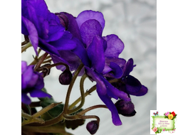 Sterling Trinket (E. Champion) (лист посажен 30.01.26)