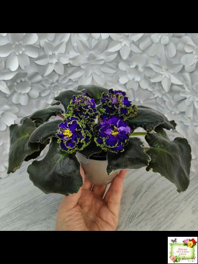 ЕК-Кудри Посейдона (Е.В. Коршунова) 2017 г. (лист посажен 01.11.25)