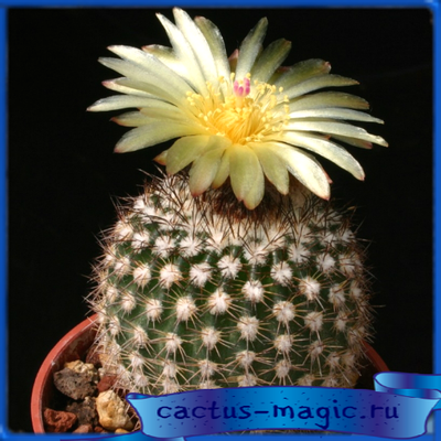 Notocactus rauschii